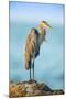 Mexico, Yucatan. Great Blue Heron, Ardea Herodias, Standing on Coastal Rocks in Warm Light-David Slater-Mounted Photographic Print