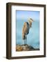 Mexico, Yucatan. Great Blue Heron, Ardea Herodias, Standing on Coastal Rocks in Warm Light-David Slater-Framed Photographic Print