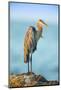 Mexico, Yucatan. Great Blue Heron, Ardea Herodias, Standing on Coastal Rocks in Warm Light-David Slater-Mounted Photographic Print