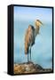 Mexico, Yucatan. Great Blue Heron, Ardea Herodias, Standing on Coastal Rocks in Warm Light-David Slater-Framed Stretched Canvas