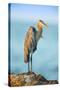 Mexico, Yucatan. Great Blue Heron, Ardea Herodias, Standing on Coastal Rocks in Warm Light-David Slater-Stretched Canvas