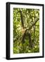 Mexico, Yucatan. Spider Monkey, Adult Climbing Tree-David Slater-Framed Photographic Print