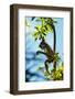 Mexico, Yucatan. Spider Monkey, Adult in Tree Curious About a Leaf-David Slater-Framed Photographic Print