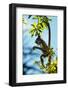 Mexico, Yucatan. Spider Monkey, Adult in Tree Curious About a Leaf-David Slater-Framed Photographic Print