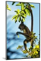 Mexico, Yucatan. Spider Monkey, Adult in Tree Curious About a Leaf-David Slater-Mounted Photographic Print
