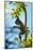 Mexico, Yucatan. Spider Monkey, Adult in Tree Curious About a Leaf-David Slater-Mounted Photographic Print