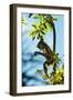Mexico, Yucatan. Spider Monkey, Adult in Tree Curious About a Leaf-David Slater-Framed Photographic Print