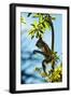 Mexico, Yucatan. Spider Monkey, Adult in Tree Curious About a Leaf-David Slater-Framed Photographic Print