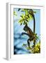 Mexico, Yucatan. Spider Monkey, Adult in Tree Curious About a Leaf-David Slater-Framed Photographic Print