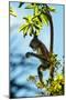 Mexico, Yucatan. Spider Monkey, Adult in Tree Curious About a Leaf-David Slater-Mounted Photographic Print