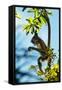 Mexico, Yucatan. Spider Monkey, Adult in Tree Curious About a Leaf-David Slater-Framed Stretched Canvas