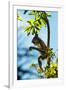 Mexico, Yucatan. Spider Monkey, Adult in Tree Curious About a Leaf-David Slater-Framed Photographic Print