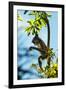 Mexico, Yucatan. Spider Monkey, Adult in Tree Curious About a Leaf-David Slater-Framed Photographic Print