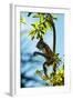 Mexico, Yucatan. Spider Monkey, Adult in Tree Curious About a Leaf-David Slater-Framed Photographic Print