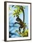 Mexico, Yucatan. Spider Monkey, Adult in Tree Curious About a Leaf-David Slater-Framed Photographic Print