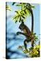 Mexico, Yucatan. Spider Monkey, Adult in Tree Curious About a Leaf-David Slater-Stretched Canvas