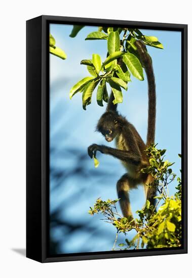 Mexico, Yucatan. Spider Monkey, Adult in Tree Curious About a Leaf-David Slater-Framed Stretched Canvas