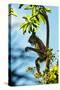 Mexico, Yucatan. Spider Monkey, Adult in Tree Curious About a Leaf-David Slater-Stretched Canvas