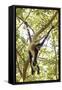 Mexico, Yucatan. Spider Monkey, Adult in Tree Sticking Out Tongue-David Slater-Framed Stretched Canvas