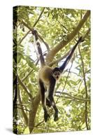 Mexico, Yucatan. Spider Monkey, Adult in Tree Sticking Out Tongue-David Slater-Stretched Canvas