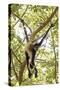 Mexico, Yucatan. Spider Monkey, Adult in Tree Sticking Out Tongue-David Slater-Stretched Canvas