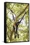 Mexico, Yucatan. Spider Monkey, Adult in Tree Sticking Out Tongue-David Slater-Framed Stretched Canvas