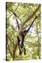 Mexico, Yucatan. Spider Monkey, Adult in Tree Sticking Out Tongue-David Slater-Stretched Canvas