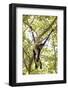 Mexico, Yucatan. Spider Monkey, Adult in Tree Sticking Out Tongue-David Slater-Framed Photographic Print