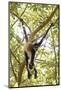 Mexico, Yucatan. Spider Monkey, Adult in Tree Sticking Out Tongue-David Slater-Mounted Photographic Print