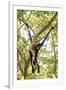 Mexico, Yucatan. Spider Monkey, Adult in Tree Sticking Out Tongue-David Slater-Framed Photographic Print