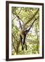 Mexico, Yucatan. Spider Monkey, Adult in Tree Sticking Out Tongue-David Slater-Framed Photographic Print