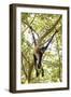 Mexico, Yucatan. Spider Monkey, Adult in Tree Sticking Out Tongue-David Slater-Framed Photographic Print