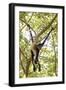 Mexico, Yucatan. Spider Monkey, Adult in Tree Sticking Out Tongue-David Slater-Framed Photographic Print