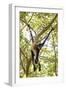 Mexico, Yucatan. Spider Monkey, Adult in Tree Sticking Out Tongue-David Slater-Framed Photographic Print