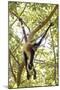 Mexico, Yucatan. Spider Monkey, Adult in Tree Sticking Out Tongue-David Slater-Mounted Photographic Print