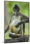 Mexico, Yucatan. Spider Monkey, Adult Scratching-David Slater-Mounted Photographic Print