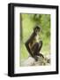 Mexico, Yucatan. Spider Monkey, Adult Sitting-David Slater-Framed Photographic Print