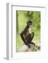 Mexico, Yucatan. Spider Monkey, Adult Sitting-David Slater-Framed Photographic Print