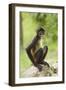 Mexico, Yucatan. Spider Monkey, Adult Sitting-David Slater-Framed Photographic Print