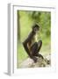 Mexico, Yucatan. Spider Monkey, Adult Sitting-David Slater-Framed Photographic Print