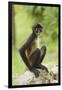 Mexico, Yucatan. Spider Monkey, Adult Sitting-David Slater-Framed Photographic Print