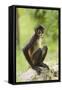 Mexico, Yucatan. Spider Monkey, Adult Sitting-David Slater-Framed Stretched Canvas