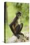 Mexico, Yucatan. Spider Monkey, Adult Sitting-David Slater-Stretched Canvas