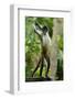 Mexico, Yucatan. Spider Monkey, Adult Standing-David Slater-Framed Photographic Print