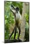 Mexico, Yucatan. Spider Monkey, Adult Standing-David Slater-Mounted Photographic Print