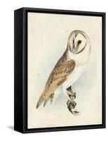 Meyer Barn Owl-H. l. Meyer-Framed Stretched Canvas