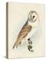 Meyer Barn Owl-H. l. Meyer-Stretched Canvas