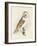 Meyer Barn Owl-H. l. Meyer-Framed Art Print