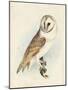 Meyer Barn Owl-H. l. Meyer-Mounted Art Print