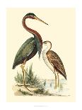 Meyer Shorebirds I-H. l. Meyer-Art Print